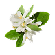 Nectarine Blossom